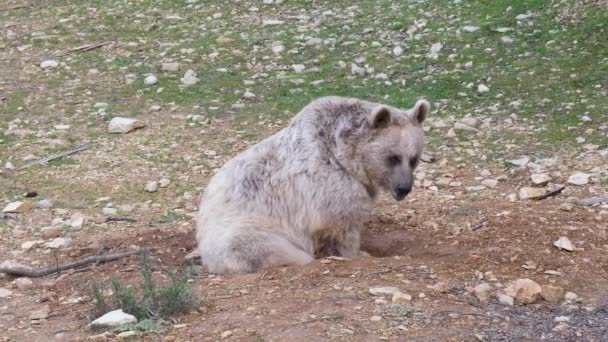 Medve Ursus Arctos Syriacus Földön Montpellier Állatkert Nap Idő — Stock videók