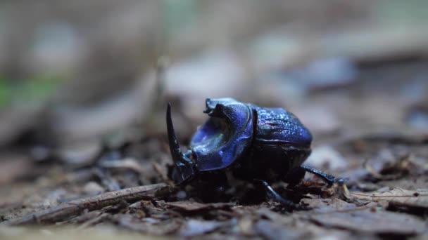 蓝色犀牛甲虫的特写镜头很少见 — 图库视频影像