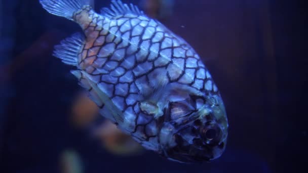 Belo Abacaxi Close Shot Luzes Azuis Cleidopus Gloriamaris Montpellier Aquário — Vídeo de Stock