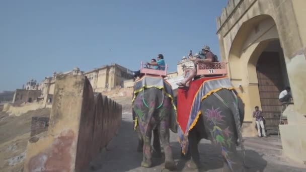 Amer Fort Jaipur Rajasthan India Elephants — Stock Video