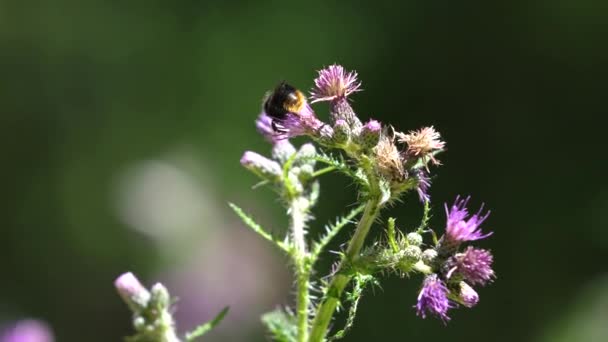 Bumblebee Γαϊδουράγκαθο Θολή Φόντο Την Ημέρα — Αρχείο Βίντεο