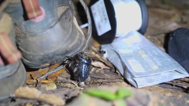 Blue Rhinoceros Beetle Lifting Shoe French Guiana Amazonian Forest — Stock Video