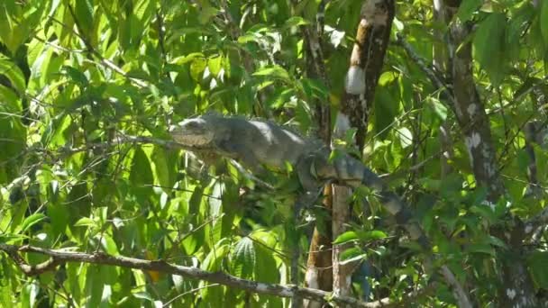 Iguana Grande Tomando Baño Sol Una Rama Guayana Francesa — Vídeos de Stock