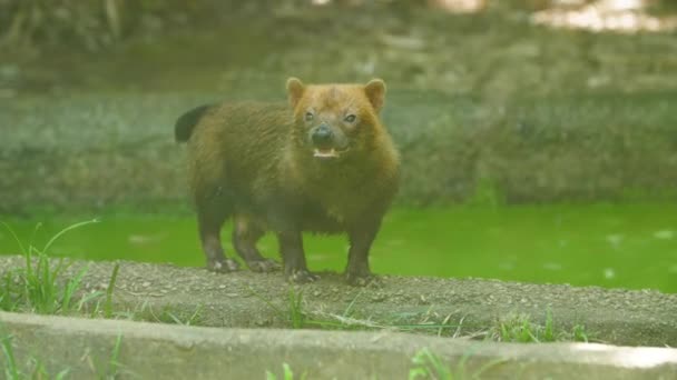 Bush Dogs French Guiana Zoo Speothos Venaticus — Vídeo de Stock