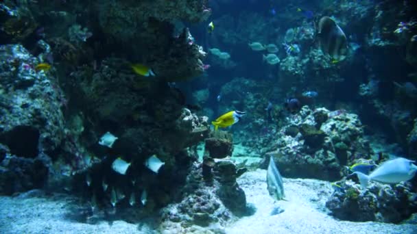 Piękne Tropikalne Ryby Dużym Akwarium Rafą Koralową Piaszczystym Akwarium — Wideo stockowe