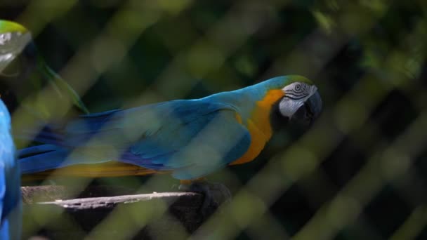 Kék Papagáj Ara Mögött Agrid Egy Állatkertben Francia Guiana — Stock videók