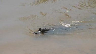 Caiman timsahı Fransız guiana gölünde yüzüyor.
