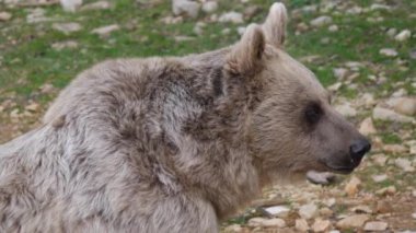 Montpellier Hayvanat Bahçesi 'nde bir ayı ursus arctos syriacus' ün yakın yüz görüntüsü.