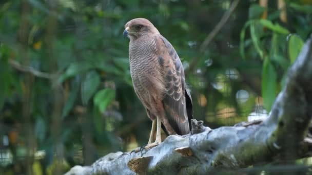 Buzzard Cativeiro Zoológico Guiana Francesa — Vídeo de Stock
