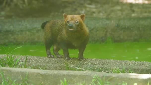 Bush Dogs French Guiana Zoo Speothos Venaticus — Stock Video