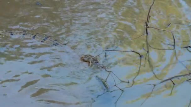 Кайманский Крокодил Реке Французской Гвианы — стоковое видео