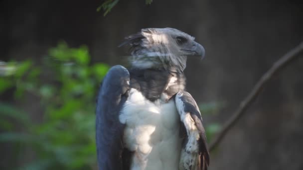 Zajaté Harpy Orel Francouzštině Guyana Zoo Boční Pohled Zblízka — Stock video