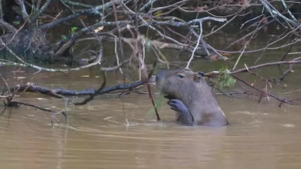 Capybara Hydrochoerus Hydrochaeris Jedzenia Podczas Gdy Wodzie Gujana Francuska — Wideo stockowe