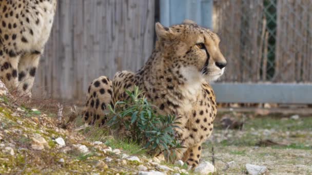 Cheetah Acinonyx Jubatus Schreber Lying Lunaret Zoo Montpellier Close Shot — Stock Video