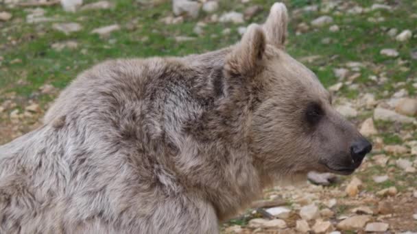 蒙彼利埃动物园受保护物种中一只熊的近脸镜头 — 图库视频影像