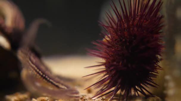 Close Shot Urchin Starfish Aquarium — Stock Video