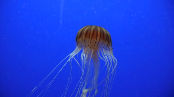 Close Shot Jellyfish Blue Background Swimming Long Tentacles — Stock Video