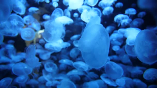 水族馆蓝色灯笼中的月亮水母近距离慢镜头 — 图库视频影像