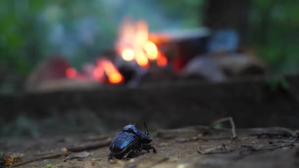 Närbild Blå Noshörning Skalbagge Med Lägereld Bakgrunden Franska Guyana — Stockvideo