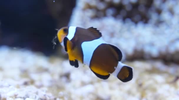 Clownfish Eating Anemone Blurry Background — стоковое видео