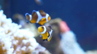 şakayık ve mercanların yanında yüzen palyaço balığı ya da anemonik.