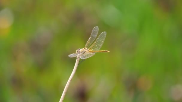 Dragonfly Sympetrum Foscolombii 从法国的草叶上起飞 — 图库视频影像