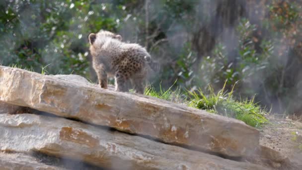 Curious Baby Cheetah Acinonyx Jubatus Rock Montpellier Zoo Slow Motion — Stock Video