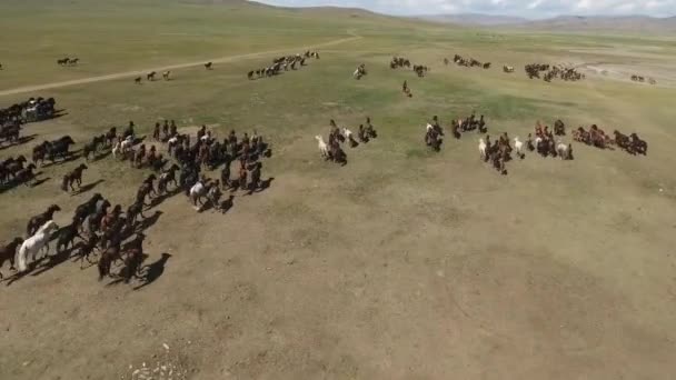 Epické Stádo Koní Cválajících Pryč Dronem Mongolsku — Stock video