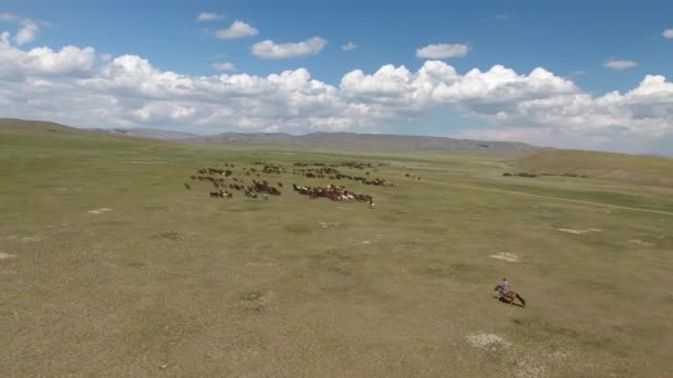 Epische Kudde Paarden Neergeschoten Door Drone Mongolia Eindeloze Steppen Zeldzaam — Stockvideo