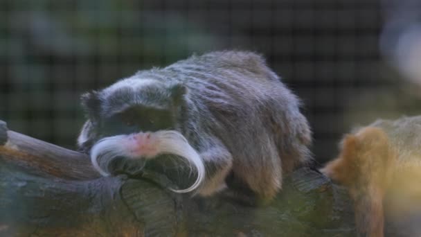 Emperador Tamarin Saguinus Imperator Francés Guiana Zoológico Día — Vídeo de stock