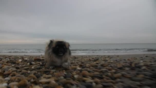 Epic Pekingese Running Pebble Beach South France Gimbal Smooth Shot — Stok video