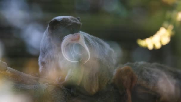 Císař Tamarin Saguinus Imperátor Francouzské Guyaně Zoo Zblízka — Stock video