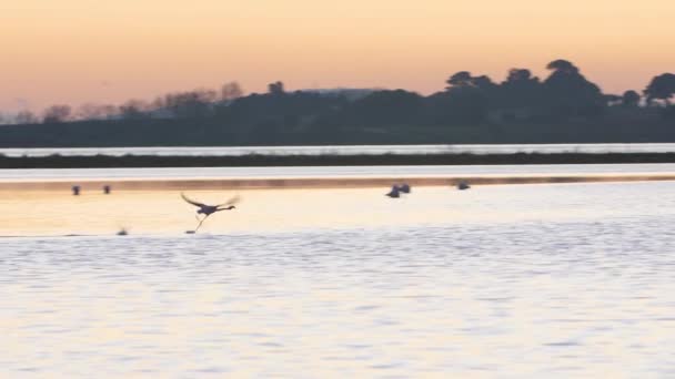 Flamingo Bir Bariyer Göleti Üzerinde Kalkıyor Fransa Nın Günbatımını Tartışın — Stok video