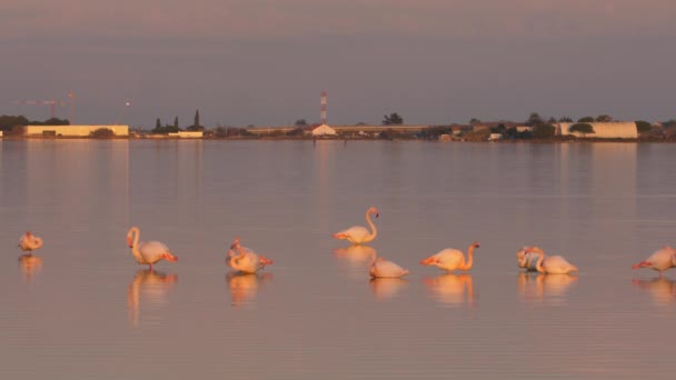 flamingos sleeping in a pond sunset light construction and road background france camargue