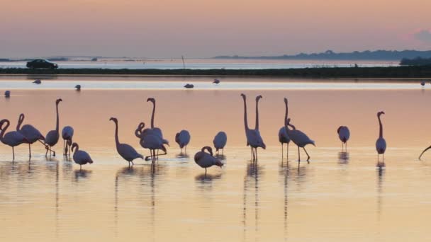 Flamingos Comer Uma Lagoa Barreira Fazer Namoro Com Carro Dirigindo — Vídeo de Stock