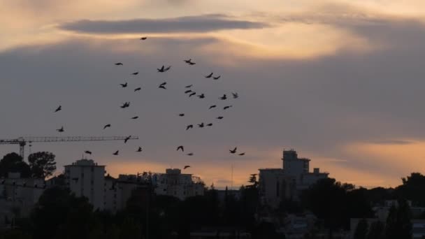 Bandada Aves Puesta Del Sol Montpellier Zona Edificios Residenciales Francia — Vídeos de Stock