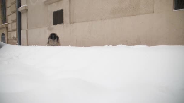 Grappige Hond Rent Sneeuw Pekingese Zeug Beweging Epische Montpellier Frankrijk — Stockvideo