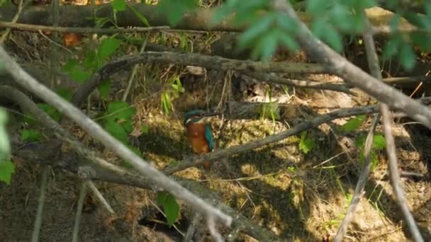 フランスの野生動物の鳥美しいオレンジと青の羽に沿って枝にこの一般的な王の魚を猶予 — ストック動画