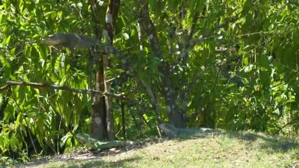 Groep Leguanen Takken Gras Die Rusten Frans Guyana — Stockvideo