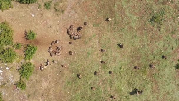 groupe de vautours griffons mangeant une carcasse vue aérienne du dessus causse france gorges du tarn 