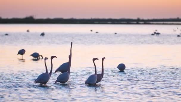 ピンクのフラミンゴの群れが日没時にフランスのバリア池に入り — ストック動画