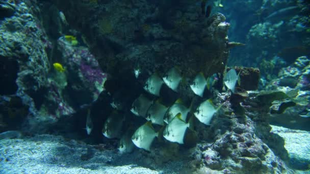 Группа Тропических Рыб Статична Аквариуме Морском Аквариуме Монпелье — стоковое видео