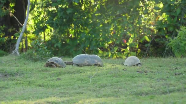 Bir Grup Güney Amerika Sarı Ayaklı Kaplumbağa Fransız Guiana Hayvanat — Stok video