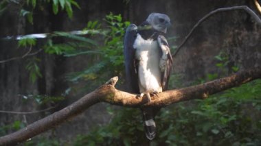Harpy Eagle Fransız guiana hayvanat bahçesinde bir dalda
