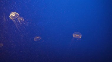 Monterey Körfezi akvaryumu okyanus denizanaları kristal denizanaları