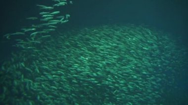 Monterey Körfezi Akvaryum Balık Pasifik Sardalyası Okulu 