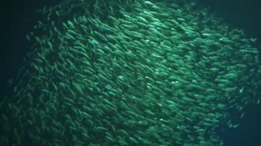 Monterey Körfezi Akvaryum Balık Pasifik Sardalyası Okulu 