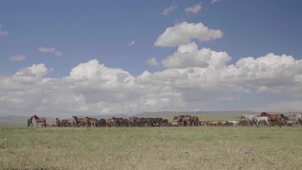 野生のモンゴルの草原の馬の群れは角度晴れた日の午後を修正します — ストック動画
