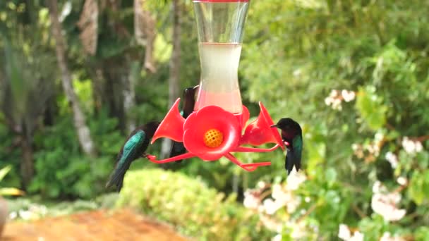 Humming Bird Flying Eating Nectar Real Time Blurry Background Balata — ストック動画