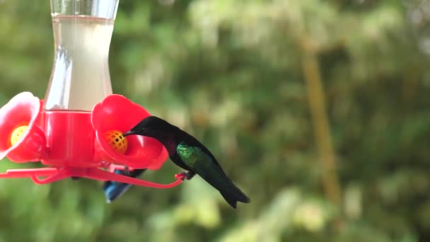 Humming Bird Flying Stationary Drinking Nectar Slowmotion Martinique Balata Garden — Stockvideo